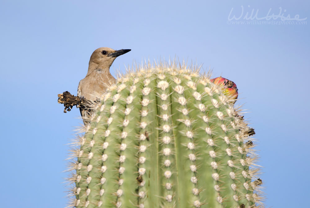 Gila Woodpecker on Saguaro Cactus, Tucson Arizona desert Picture