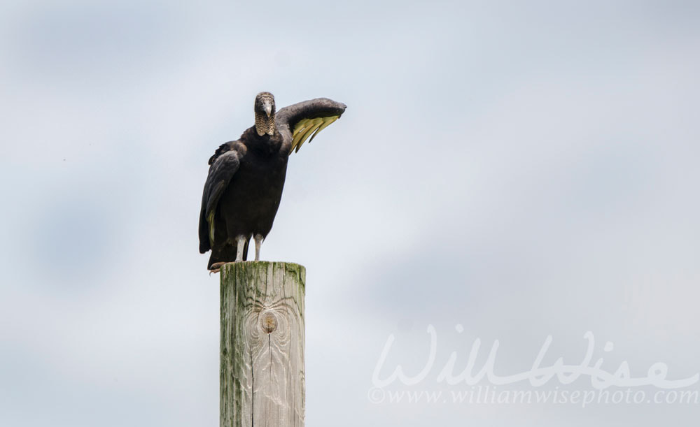 Black Vulture on Telephone Pole, Athens Georgia USA Picture