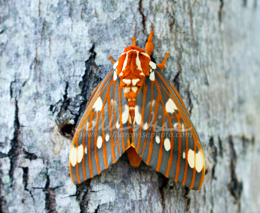 Regal Moth Picture
