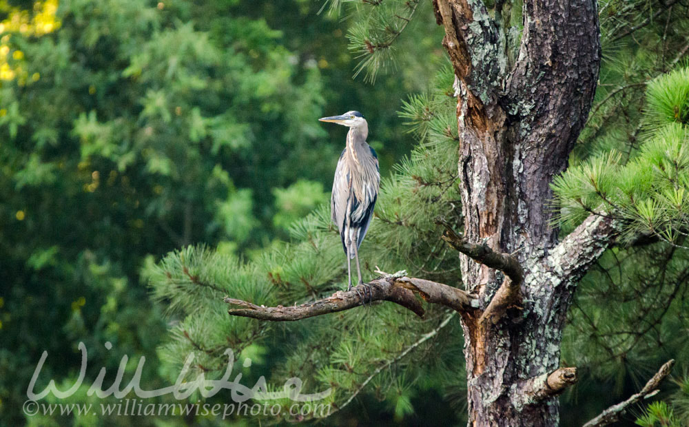 Great Blue Heron perched on Loblolly Pine tree, Walton County, GA Picture