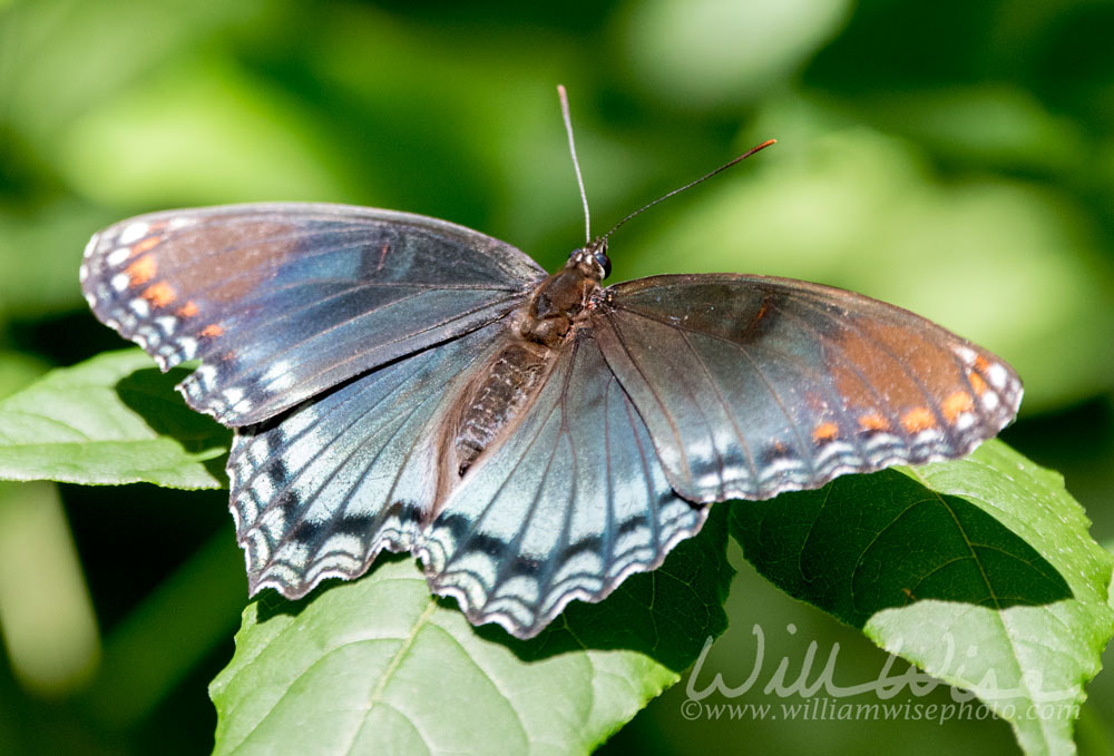 Red Spotted Purple Admiral Butterfly, Walton County Georgia, USA Picture