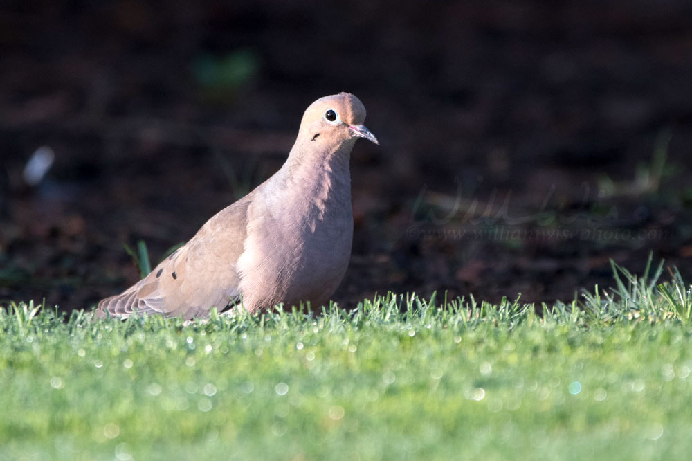 Mourning Dove bird, Clarke County GA USA Picture