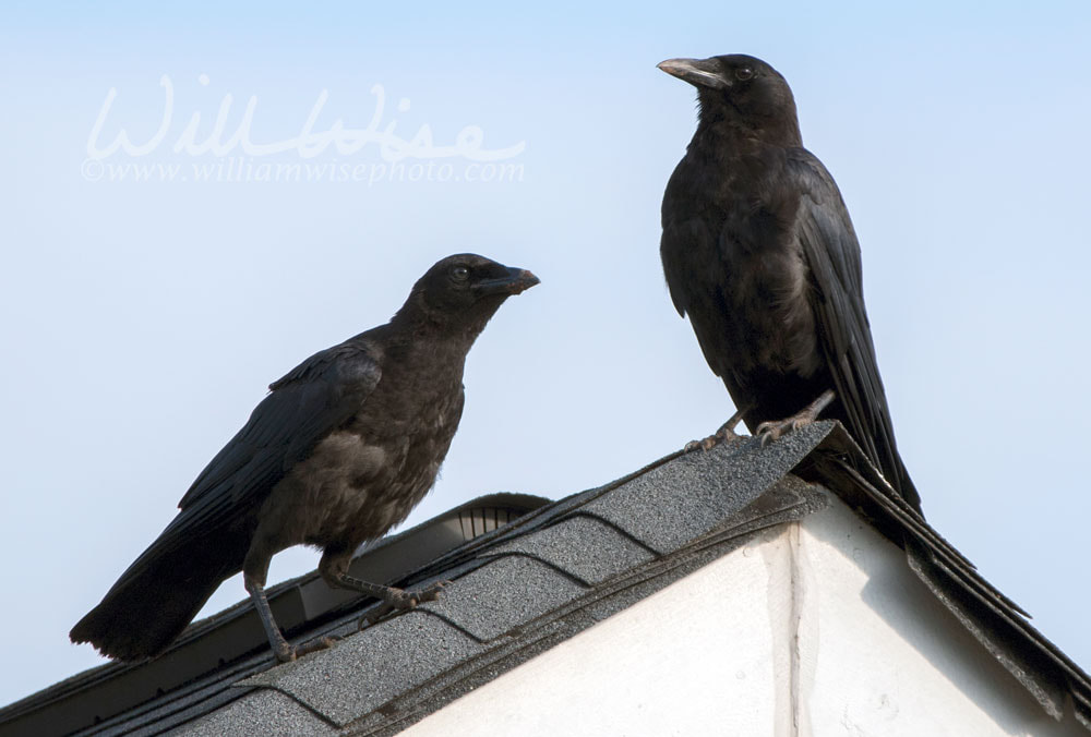 American Crow on rooftop, Clarke County GA USA Picture