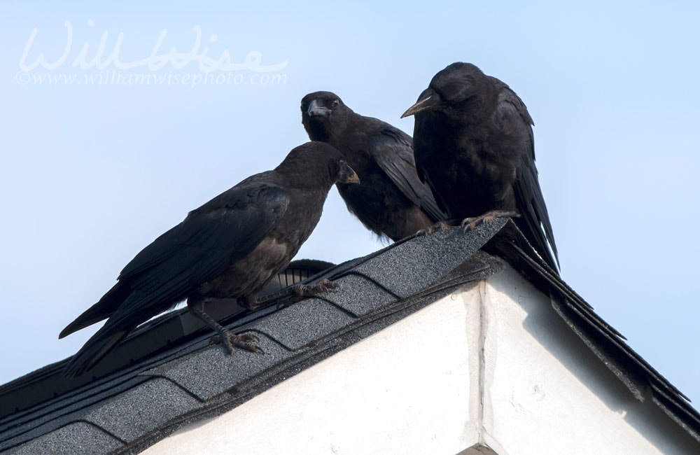 American Crow on rooftop, Clarke County GA USA Picture