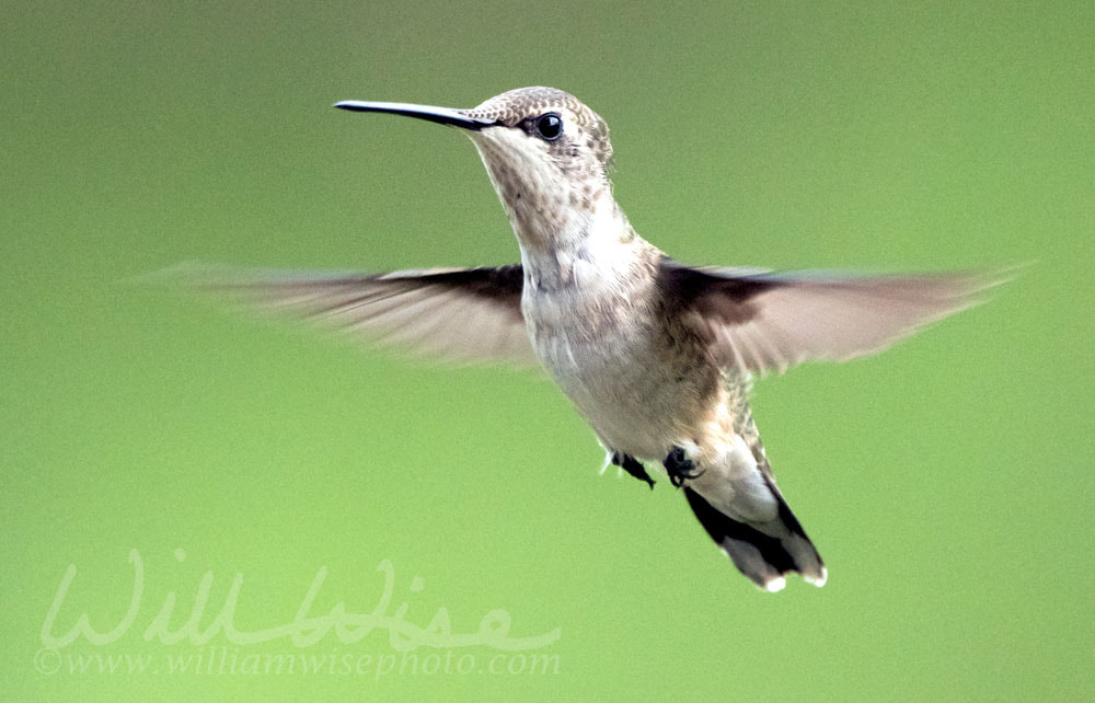 Hummingbird flying on green background. Athens, GA Picture