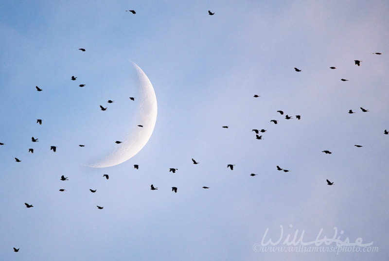 Flock of blackbirds cross crescent moon. Athens, GA Picture