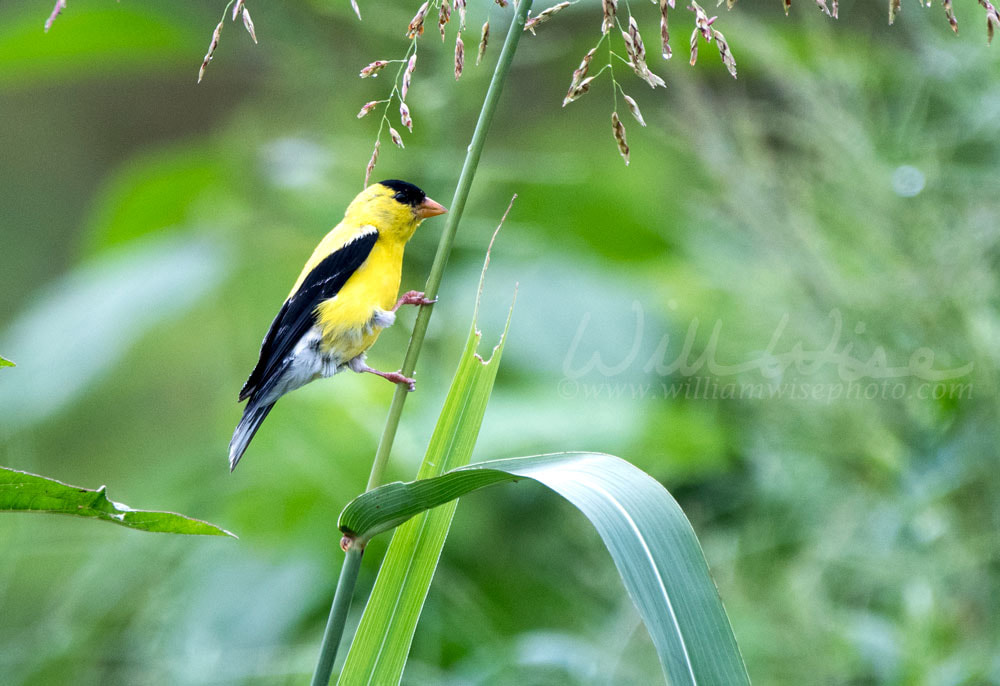 American Goldfinch Birding Picture