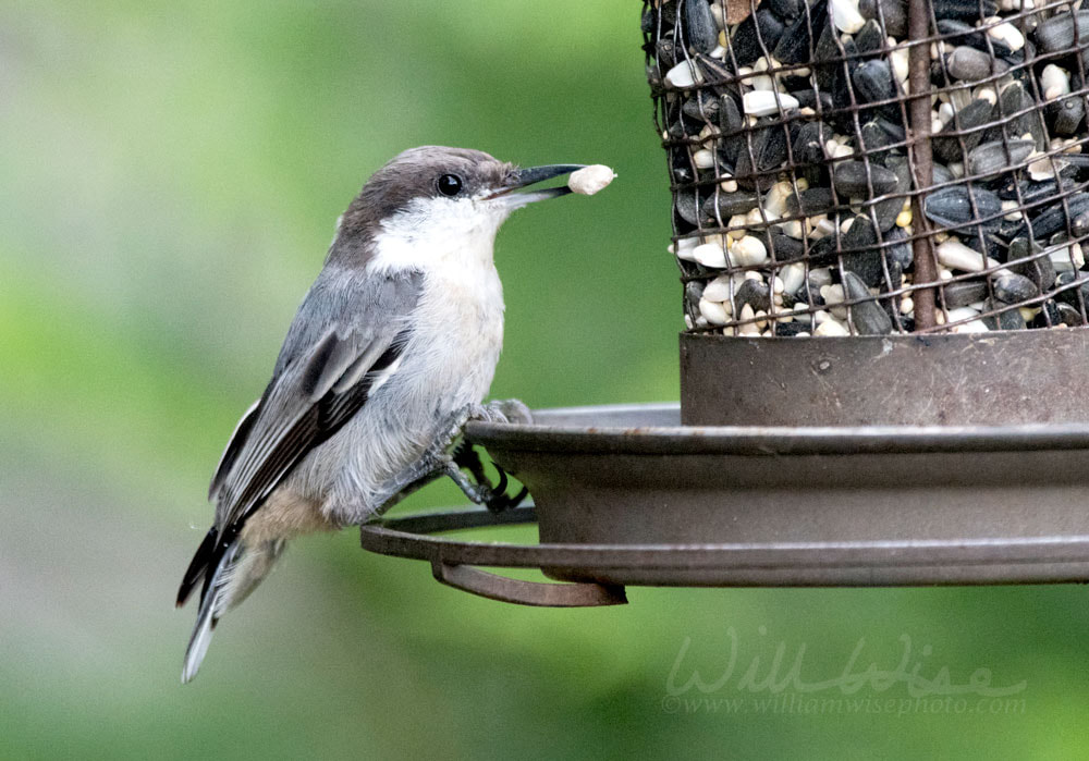 Brown-headed Nuthatch eating bird seed Picture