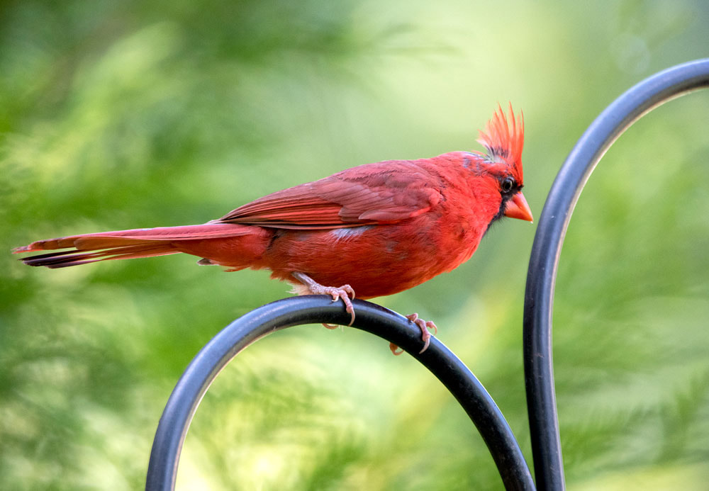 Red male Northern Cardinal Bird, Athens Georgia USA Picture