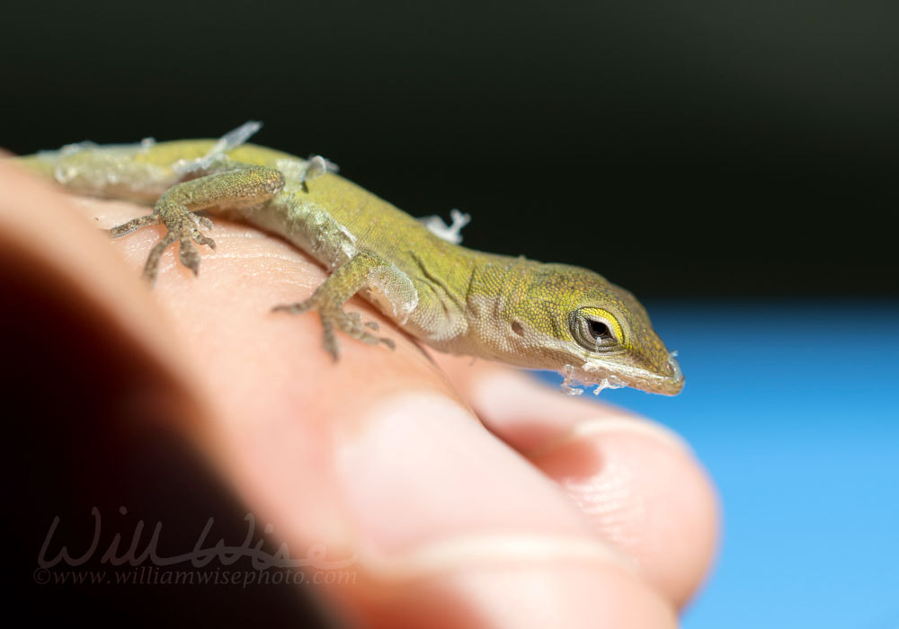 Tiny baby Green Anole Lizard, Georgia USA Picture