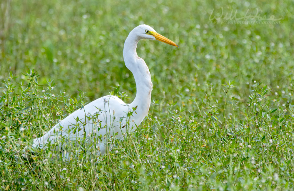 Great Egret bird close up, Georgia USA Picture