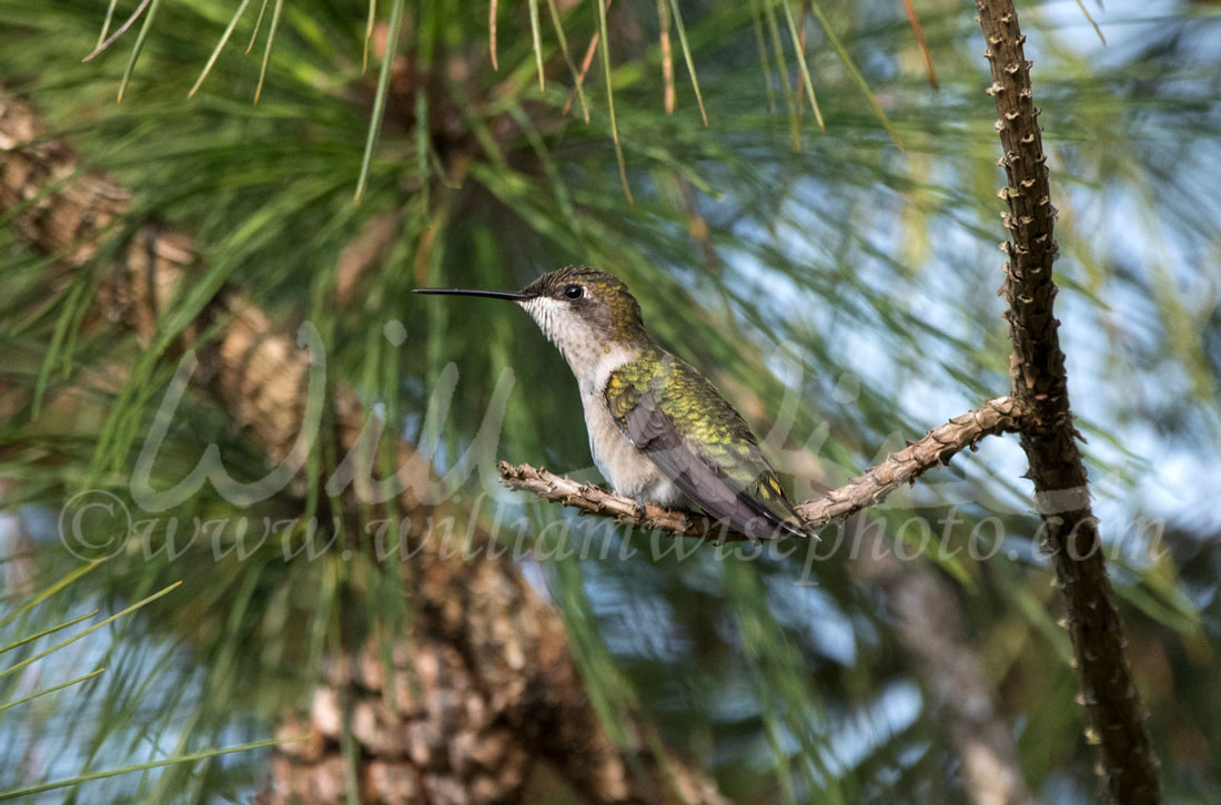 Ruby Throated Hummingbird Picture