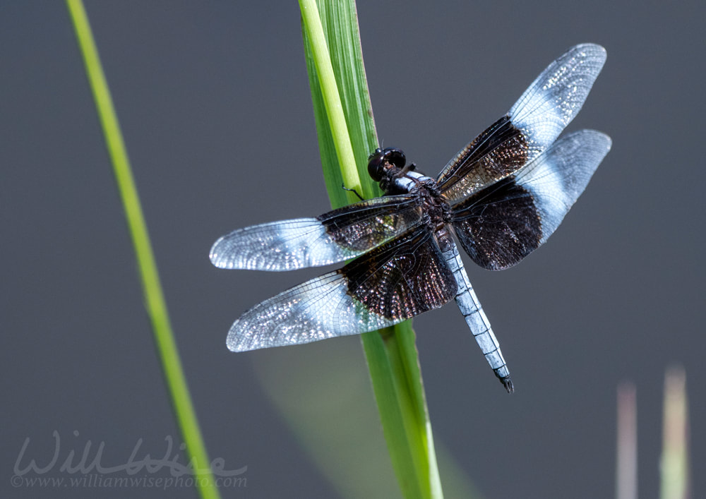 Blue Dasher Dragonfly Picture