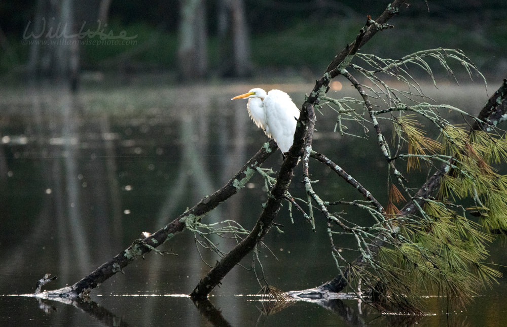 Great Egret perched on fallen tree over a lake, Walton County, Georgia USA Picture