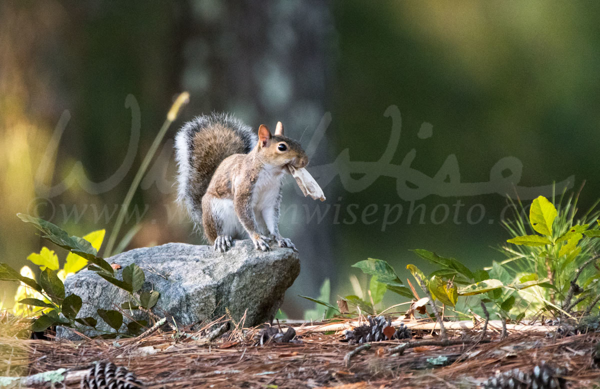 Eastern Gray Squirrel Picture