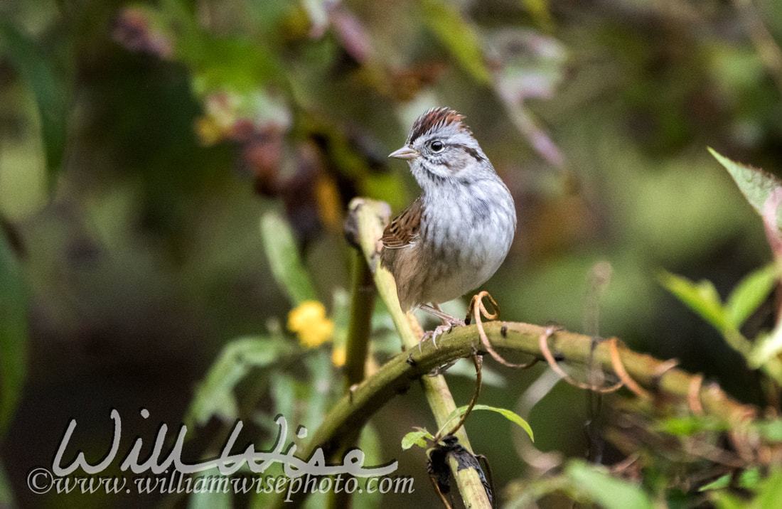 Swamp Sparrow Picture