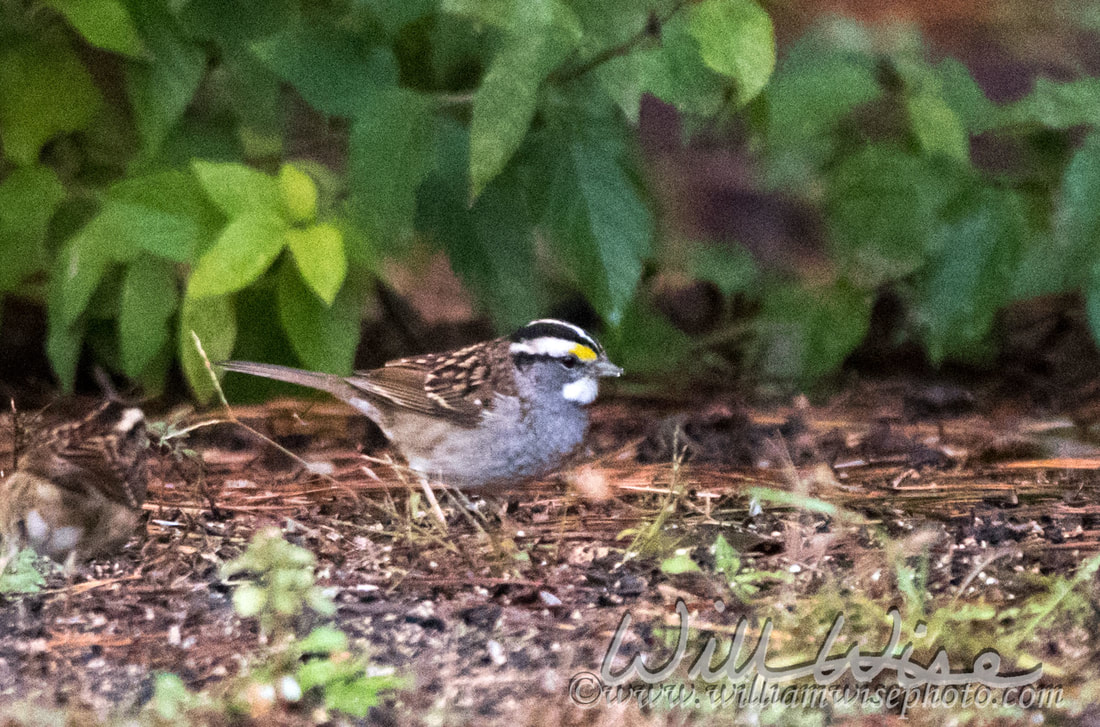 White Throated Sparrow Picture
