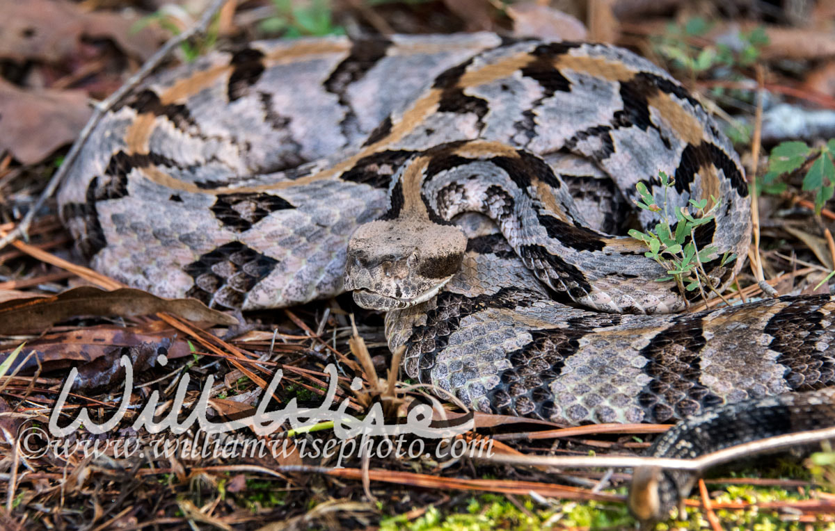 Timber Rattlesnake Picture