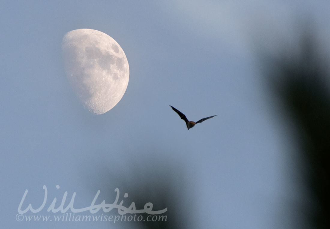 Bat Full Moon Picture