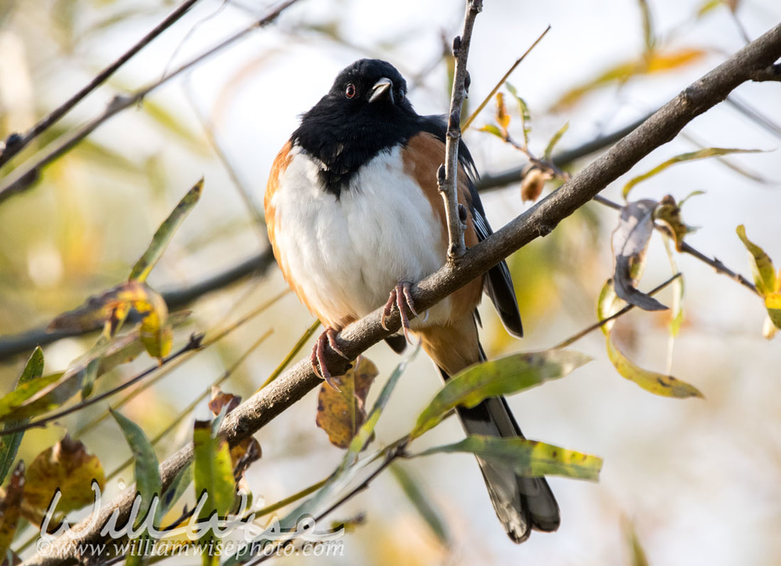 Eastern Towhee Picture