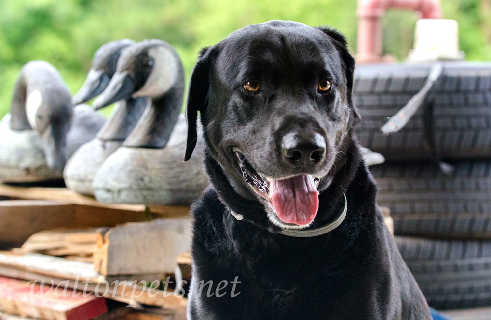 Black Labrador Retriever Dog Picture
