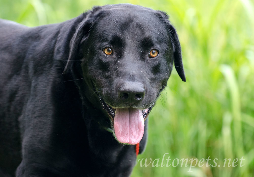 Black Labrador Retriever Dog