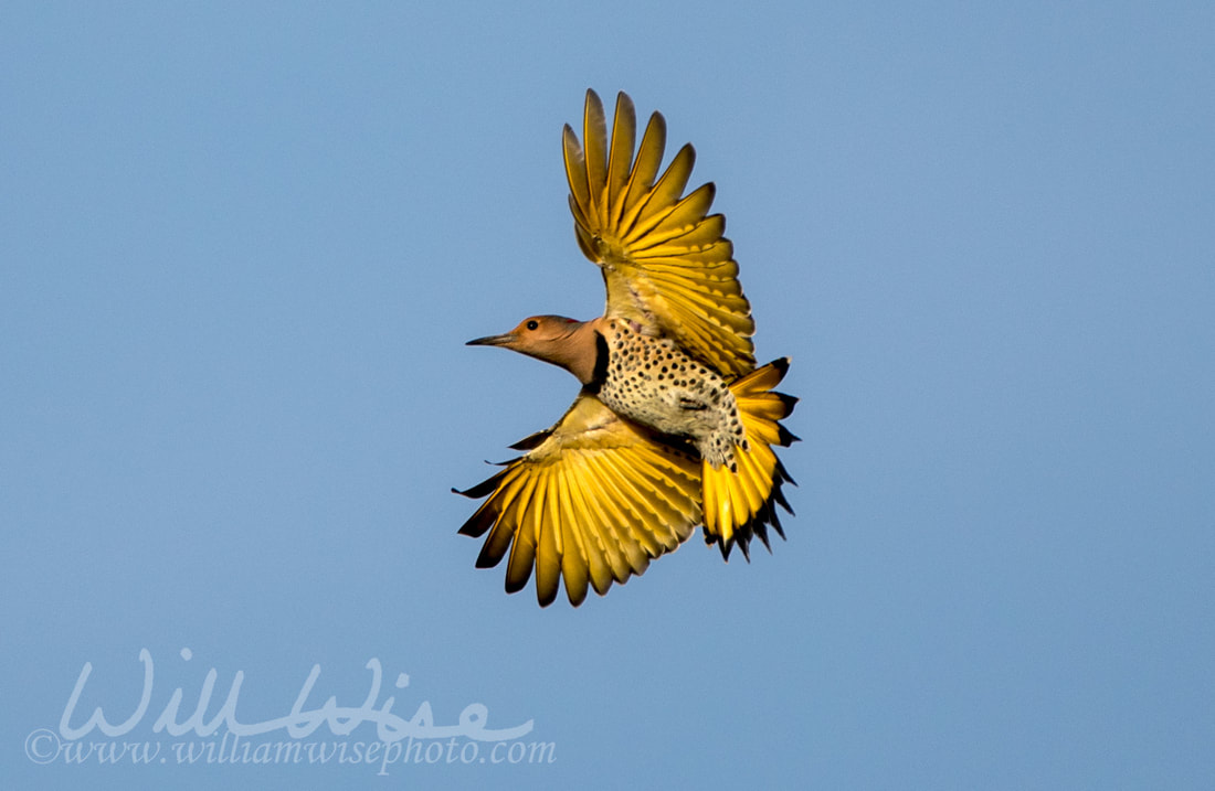 Yellow Shafted Flicker Picture