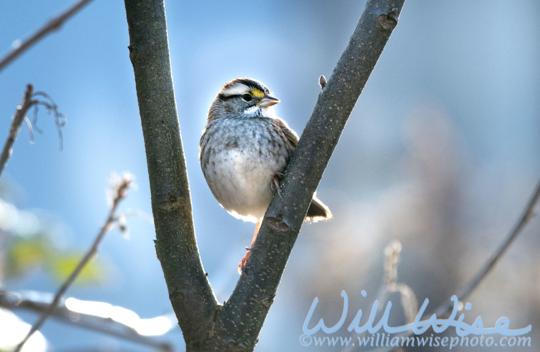 White Throated Sparrow Picture