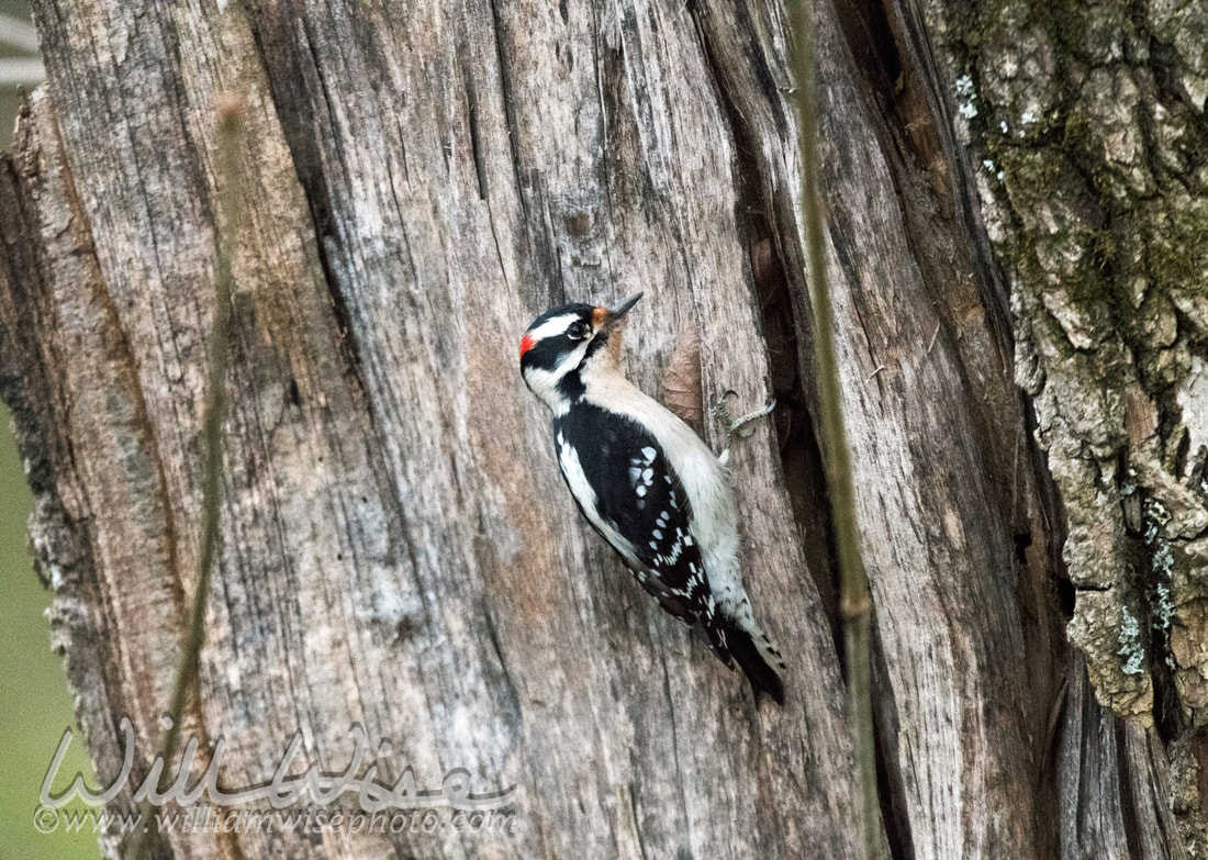 Downy Woodpecker Picture
