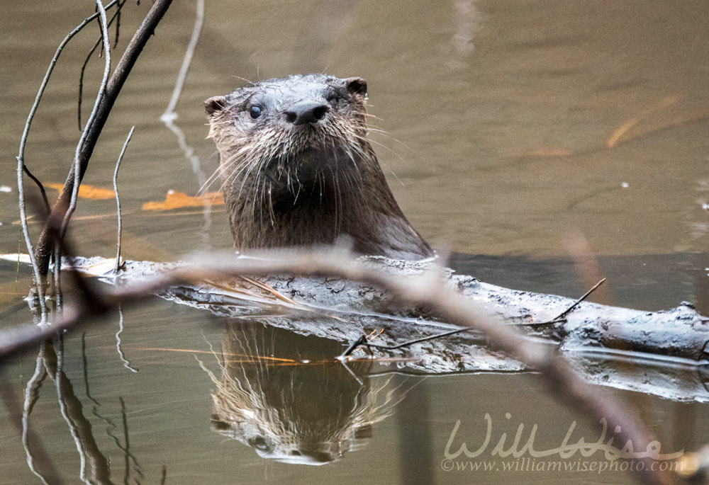 River Otter swimming in muddy Georgia pond, USA Picture