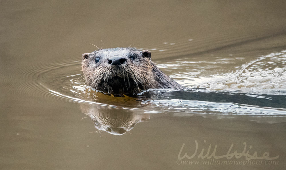 River Otter swimming in muddy Georgia pond, USA Picture