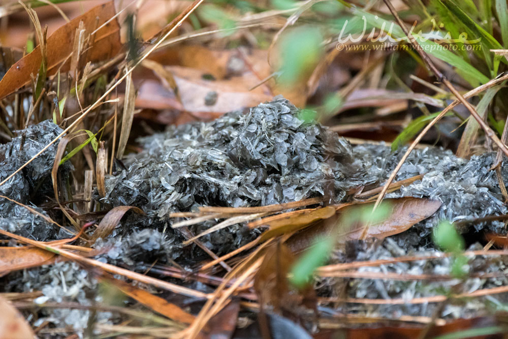 River Otter scat Picture