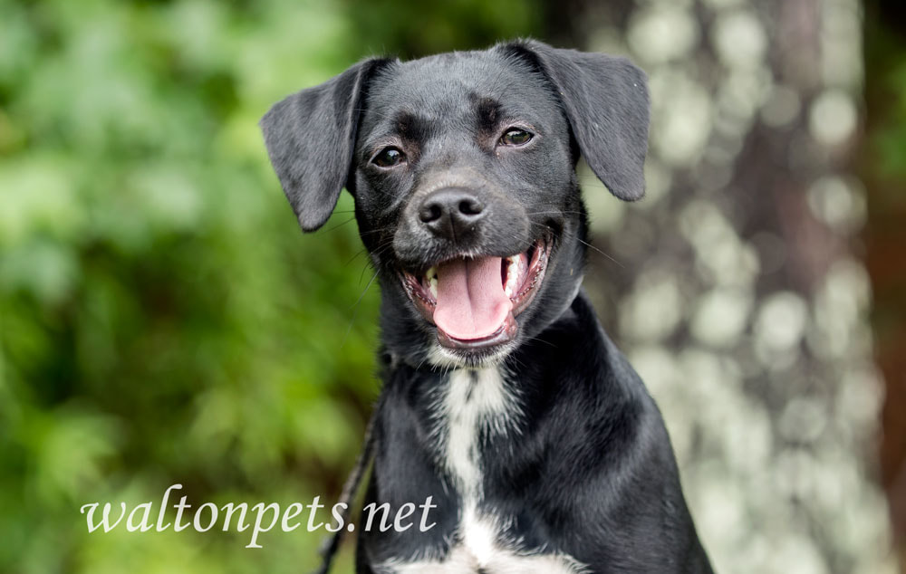 Beagle Terrier Puppy dog