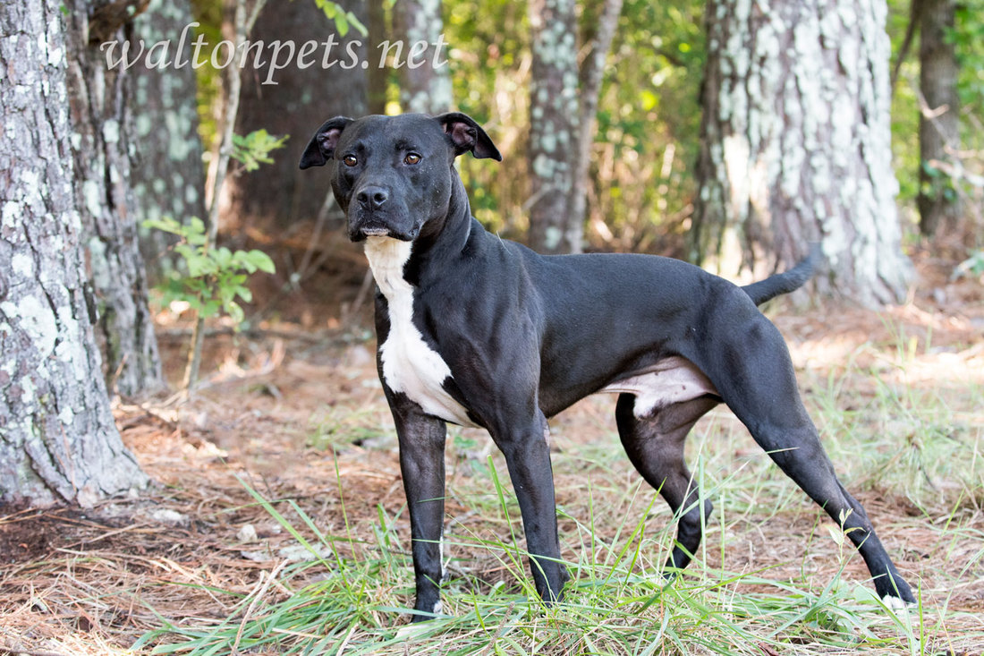 Black Pitbull Terrier mixed breed dog adoption photo 