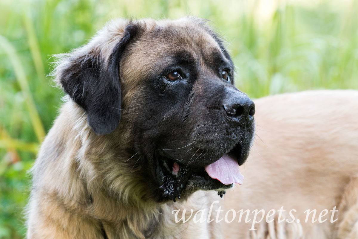 Large neutered male tan and black Newfie and Leonberger dog outdoors on leash. 