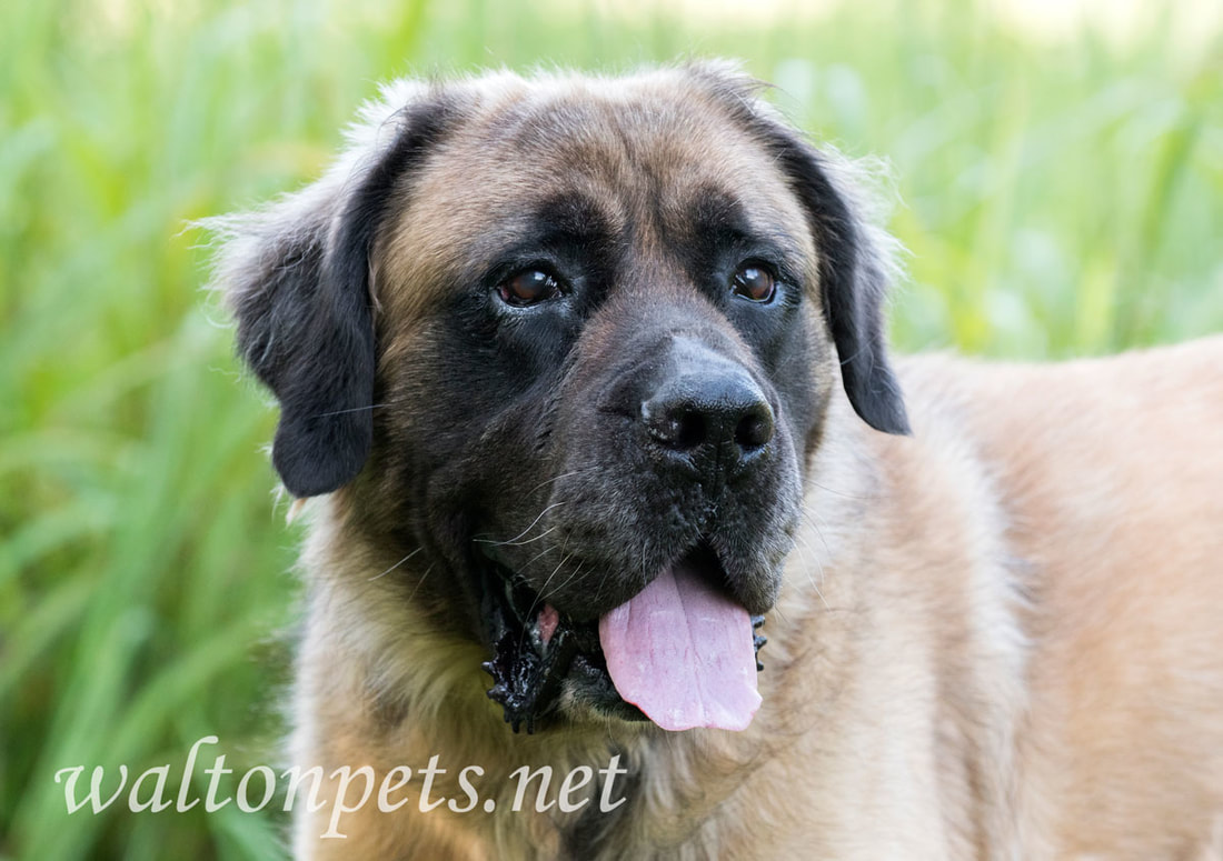 Large neutered male tan and black Newfie and Leonberger dog outdoors on leash. 
