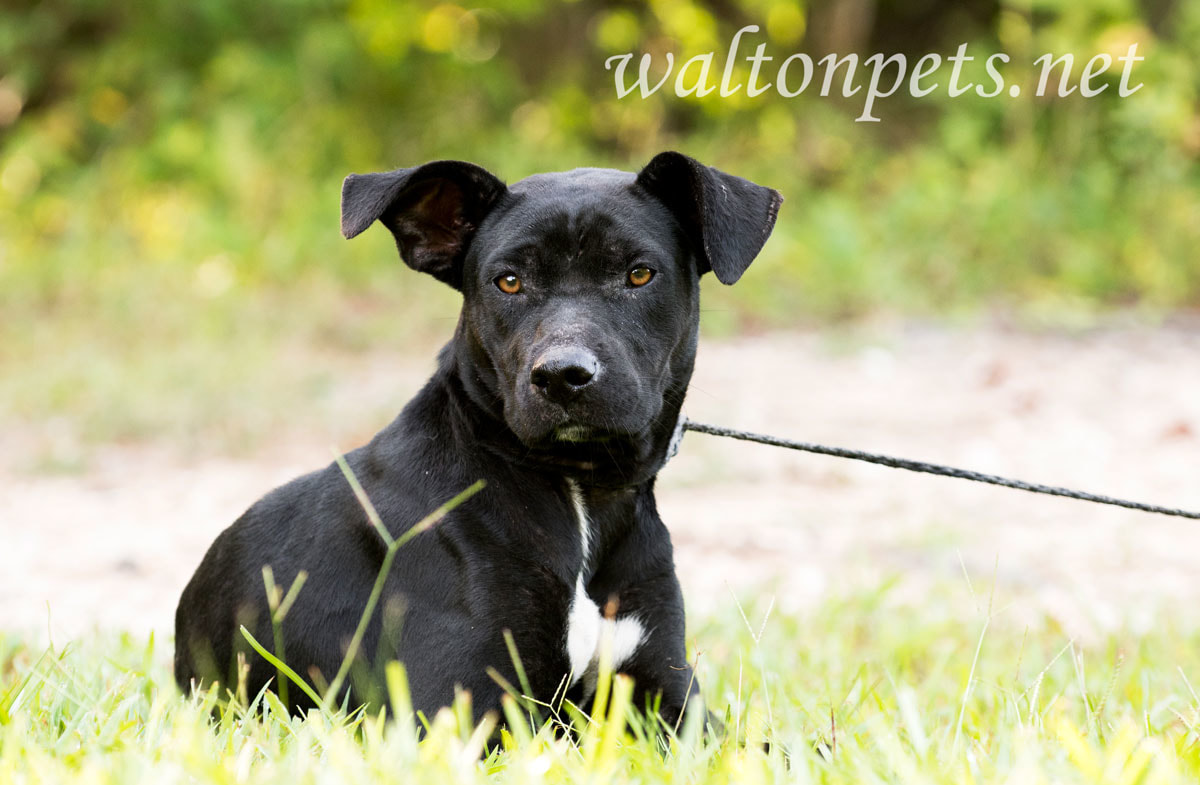 Thin Pit Bull and Labrador mixed breed dog outdoors on leash. 