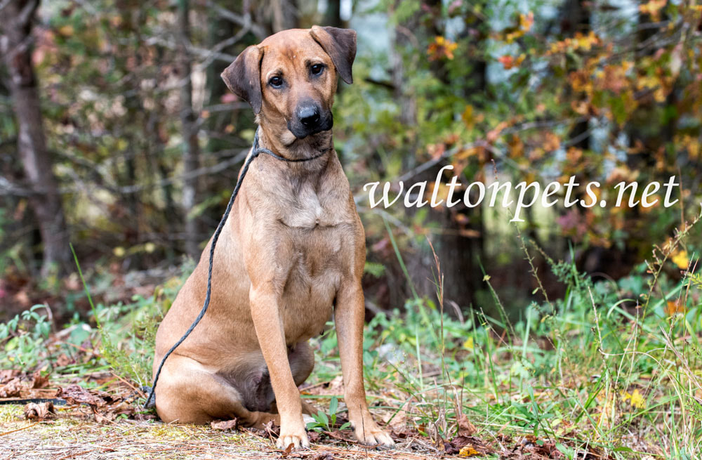 Black Mouth Cur dog Picture