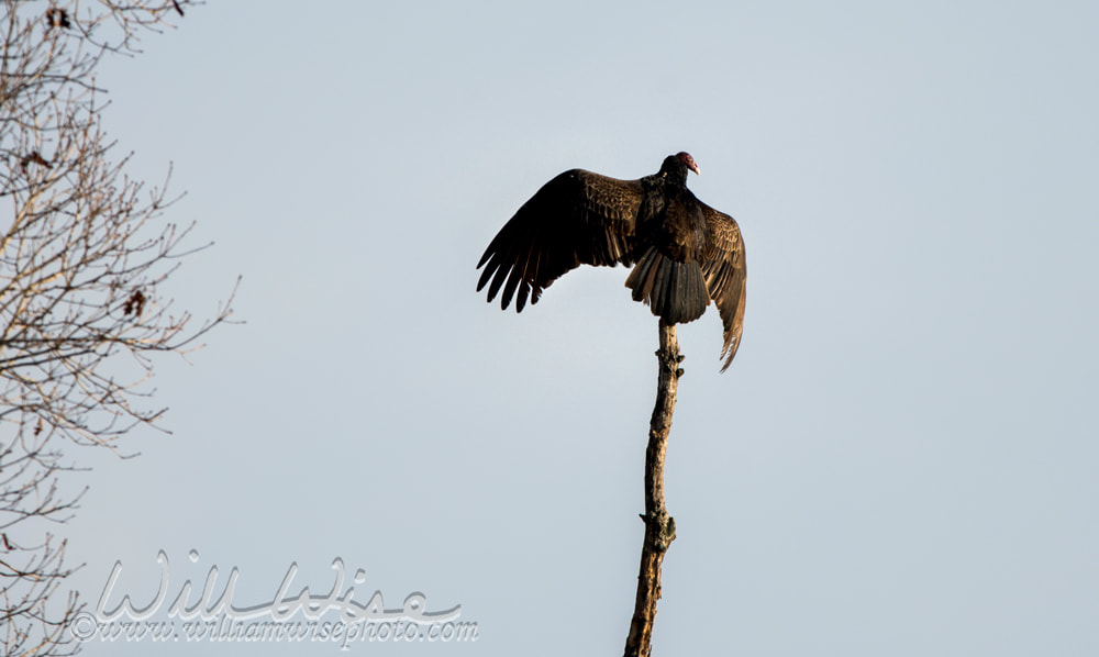 Turkey Vulture buzzard roost on a snag Picture