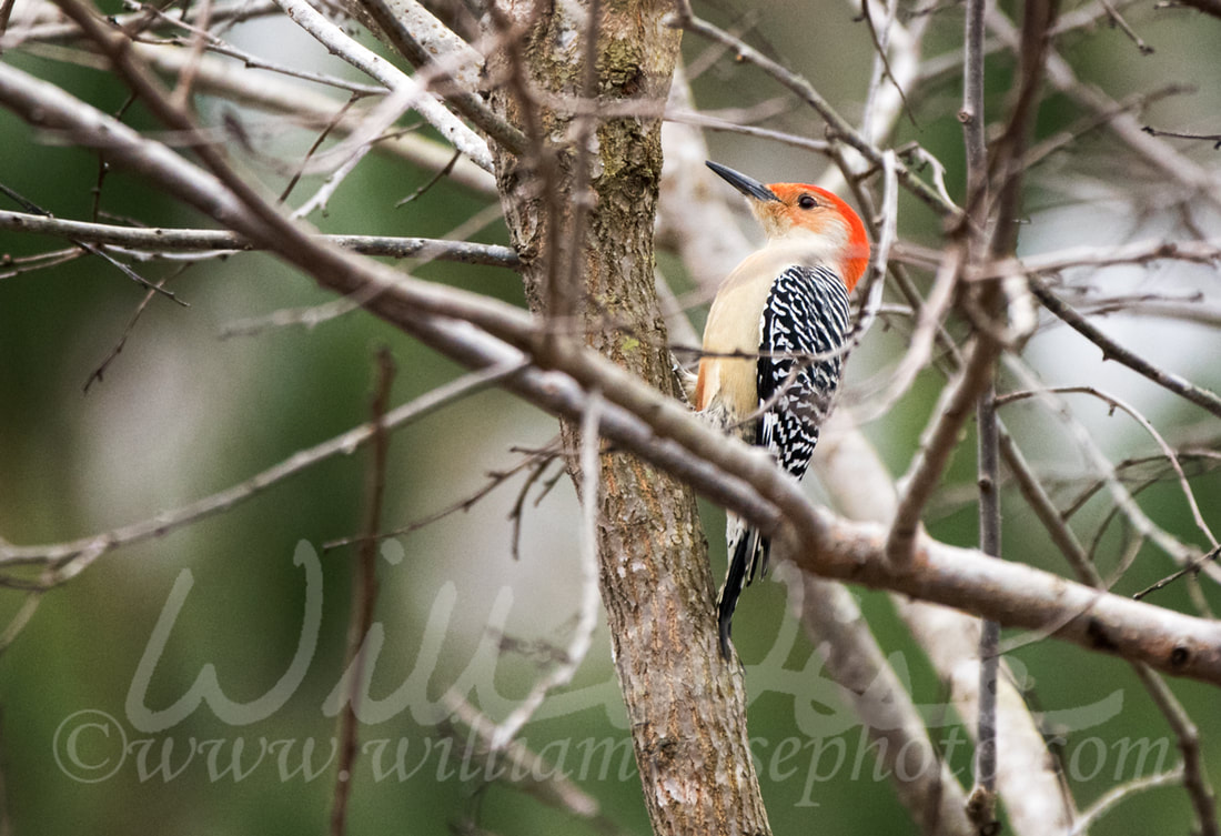 Red Bellied Woodpecker perched on a Persimmon Tree in winter, Clarke County, Georgia Picture