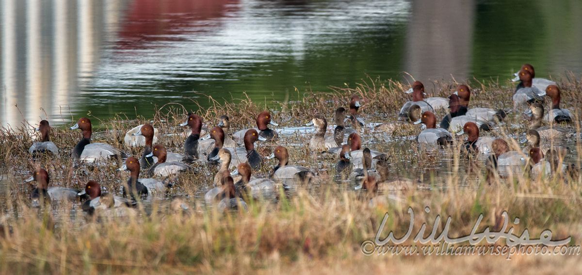 Flock of Redhead Duck drakes and hens, Georgia USA Picture