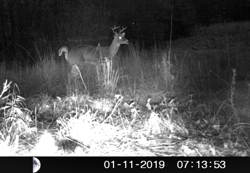 Trail Camera Deer 