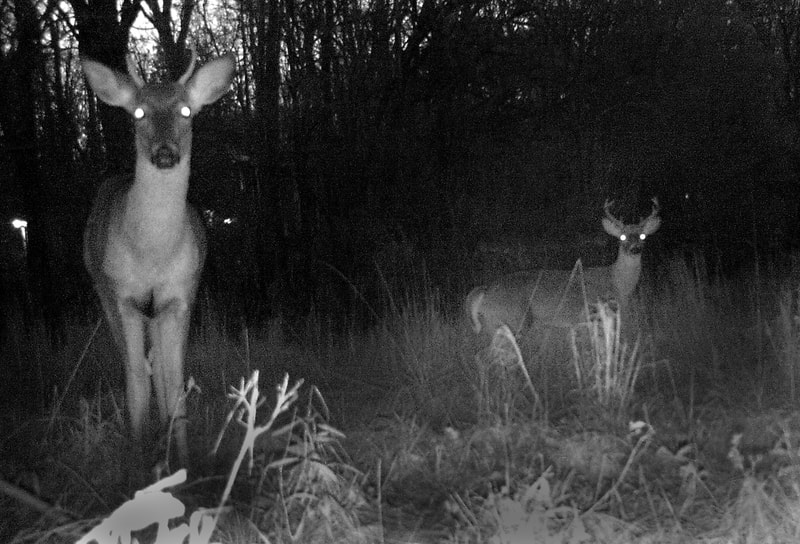 Trail Camera Deer 