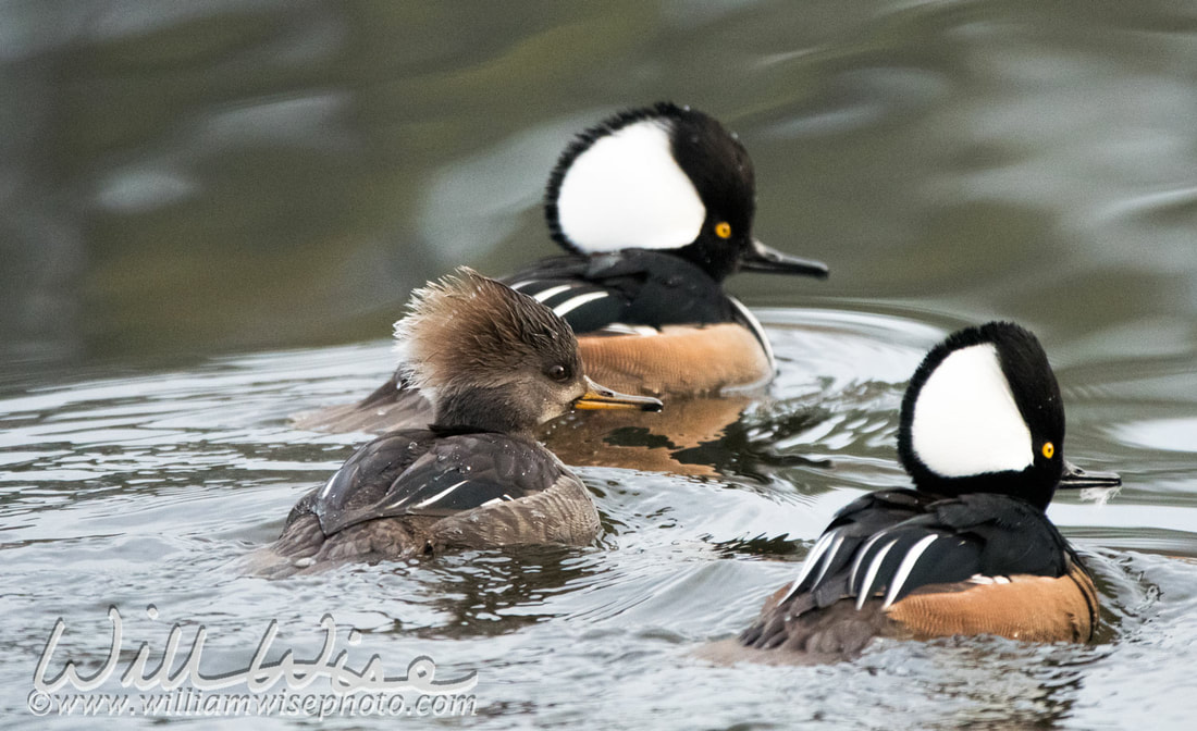 Male and female Hooded Mergansers swimming in Georgia pond Picture