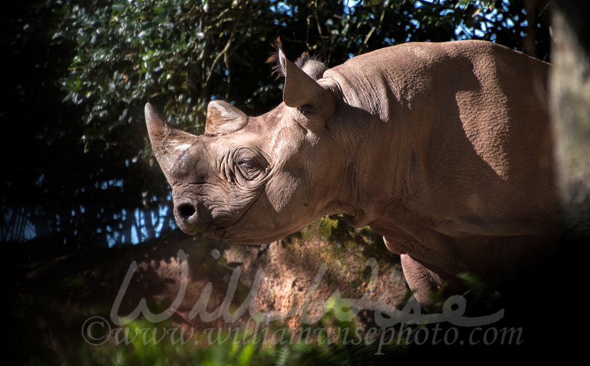 Smiling Black Rhinoceros Picture