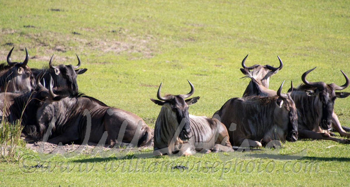 Captive Wildebeest on theme park safari Picture