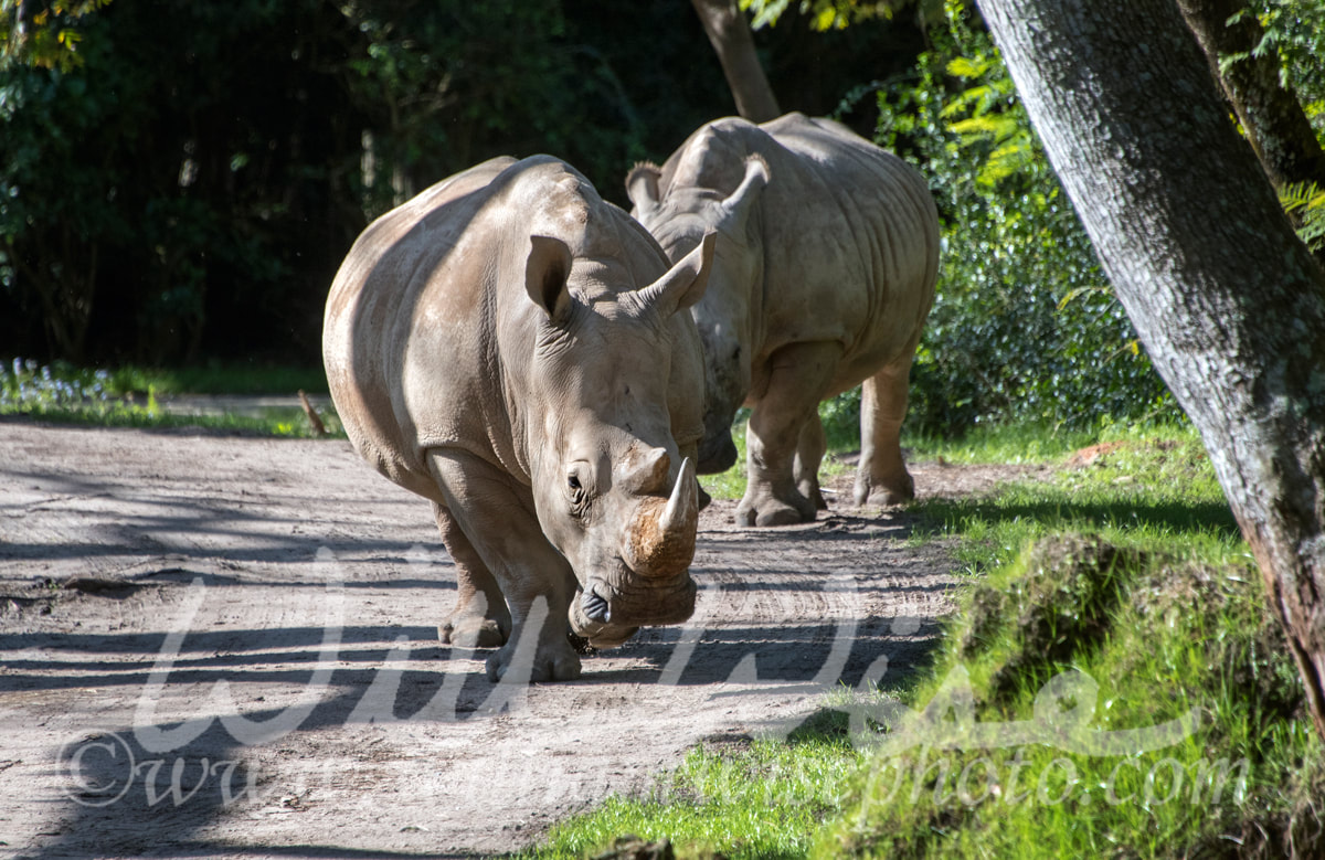Captive Rhinoceros on safari theme park ride Picture
