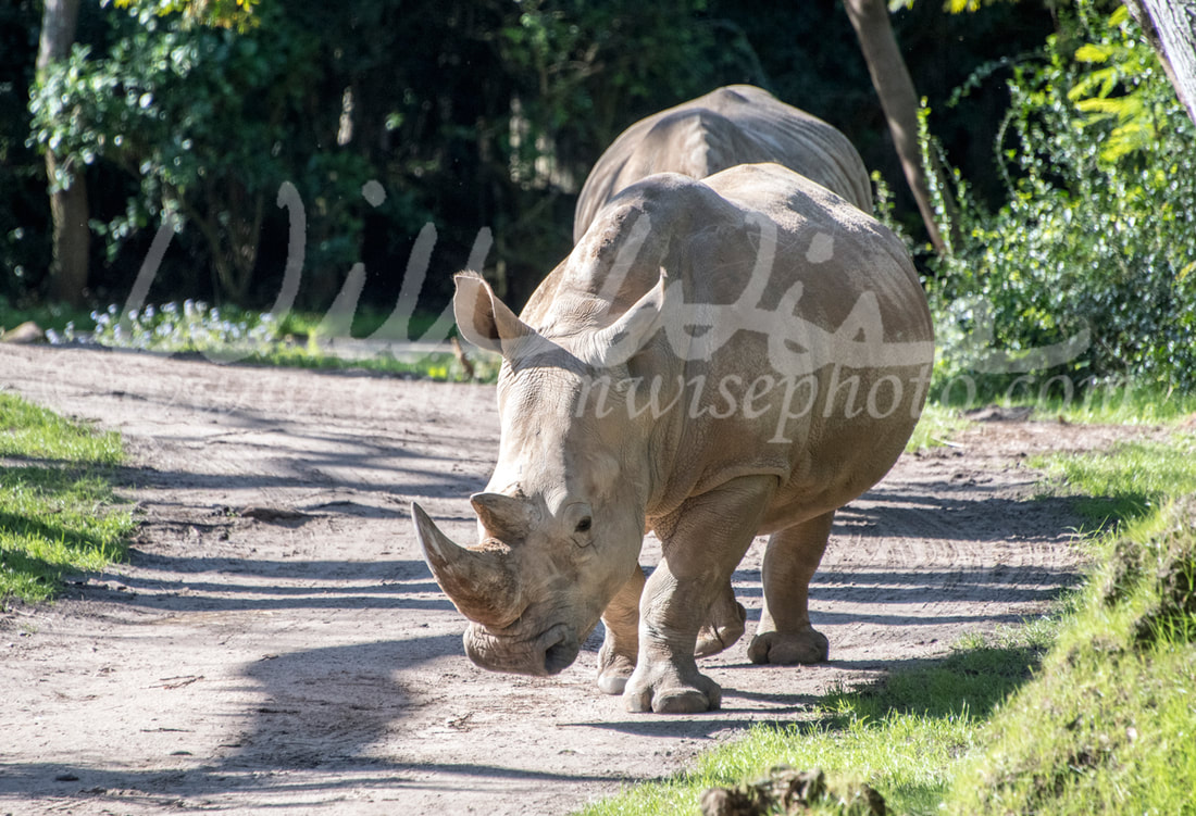 Captive Rhinoceros on safari theme park ride Picture