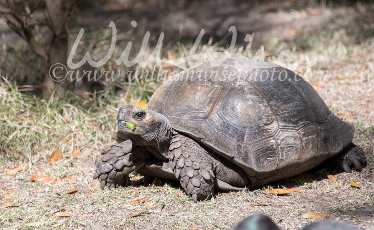 Large captive tortoise turtle in a zoo  Picture