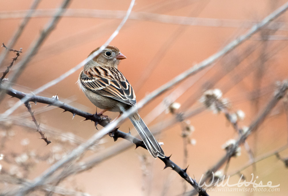 Field Sparrow bird Picture